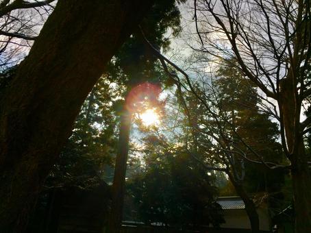 木々と光 木々と光の写真