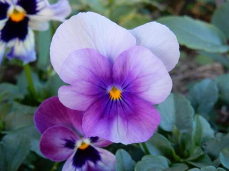 【花の写真】ピオラ ビオラ,三色菫,植物の写真素材