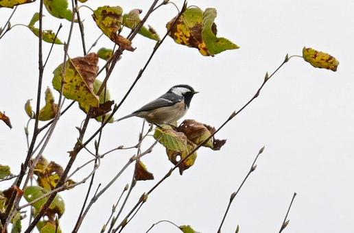 シジュウカラ シジュウカラの写真