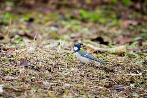 地面を歩くシジュウカラの写真