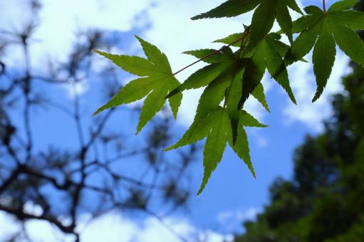 Summer: Green leaves at Akishino-dera Temple 3, JPG