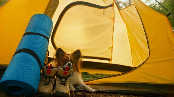 テント横のマットとバッグと犬 犬,パピヨン,顔を出すの写真素材