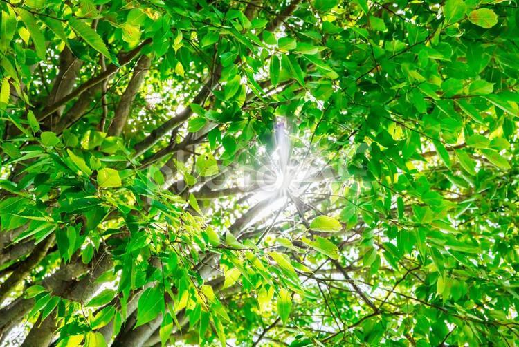 夏の木漏れ日 木漏れ日,葉,夏の写真素材
