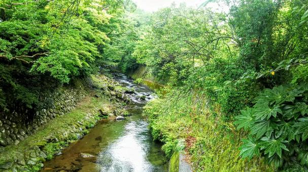 森と小川 森と小川の写真