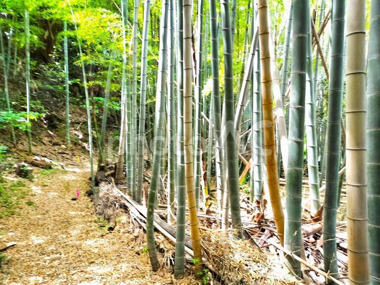 竹林と小道 竹林,竹,自然の写真素材