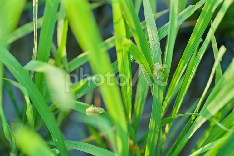アマガエル 雨蛙,生き物,動物の写真素材