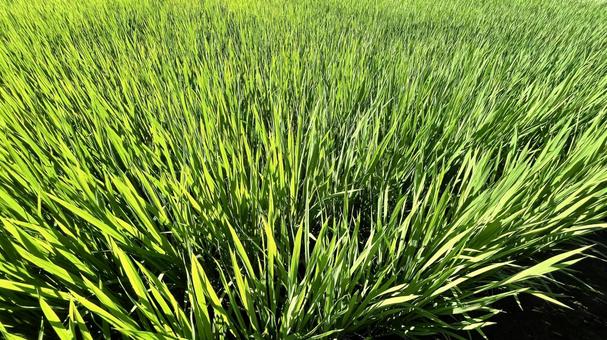 照片, 自然, 背景, 风景, 