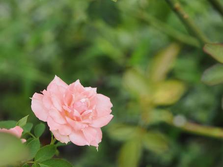 バラ園に咲く淡い色の薔薇を撮りましたの写真