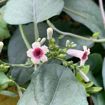 ヘクソカズラ ヘクソカズラ ヘクソカズラ,草,白の写真素材