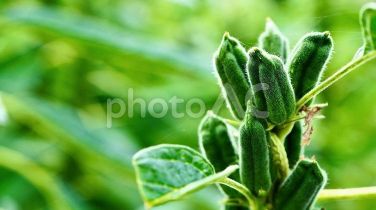 オクラの枝と葉のポートレート オクラ,植物,野菜の写真素材