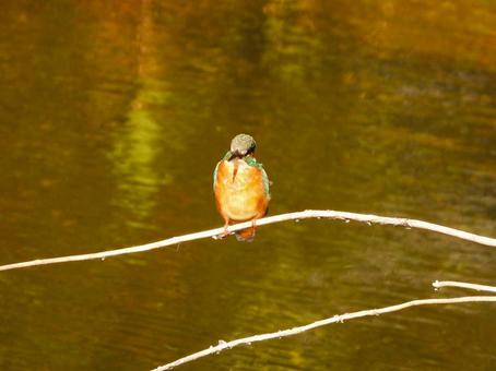 水面の上の細枝にとまるカワセミ カワセミ,鳥,鳥類の写真素材