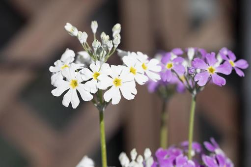 Photo, western primrose, spring, white flower, 