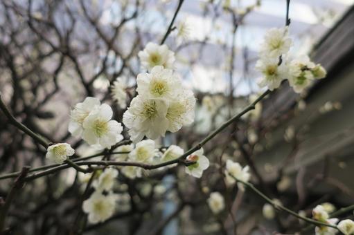 白梅の花 白梅の花の写真