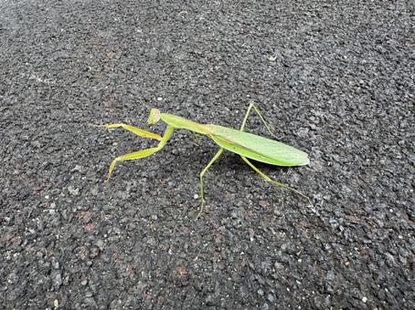 オオカマキリ オオカマキリ,蟷螂,カマキリの写真素材