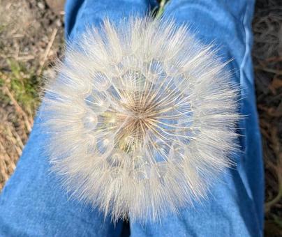 キバナムギナデシコ キバナムギナデシコ,綿毛,植物の写真素材