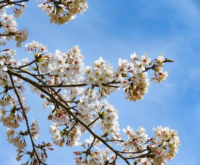 春イメージ〜満開の桜のアップ 春イメージ〜満開の桜のアップの写真