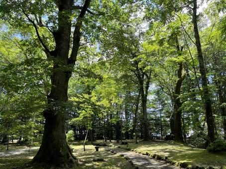 新緑の森 新緑の森の写真