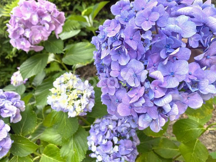 あじさい　青　梅雨　6月　花　　 自然,6月,雨の写真素材