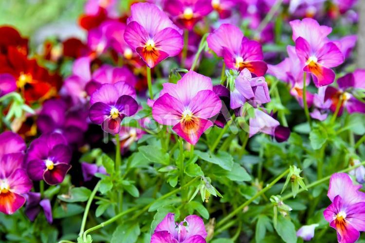 美しいビオラの花が咲き誇る春の花壇 花,ビオラ,植物の写真素材