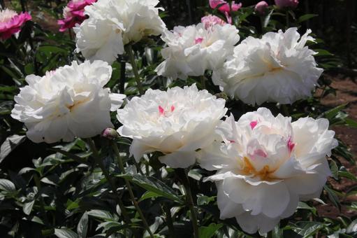 シャクヤク・芍薬 シャクヤク・芍薬 咲く風景,壁紙,鮮やかの写真素材