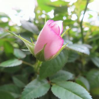 バラ（ミニバラ） バラ,ミニバラ,薔薇の写真素材