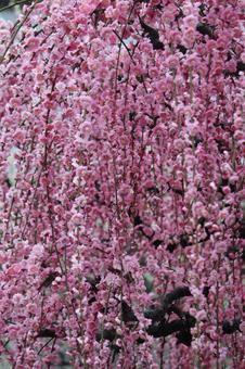 Photo, ume, flower, spring, 