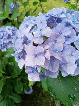 雨に濡れて水滴のついた薄紫のあじさい 雨に濡れて水滴のついた薄紫のあじさいの写真