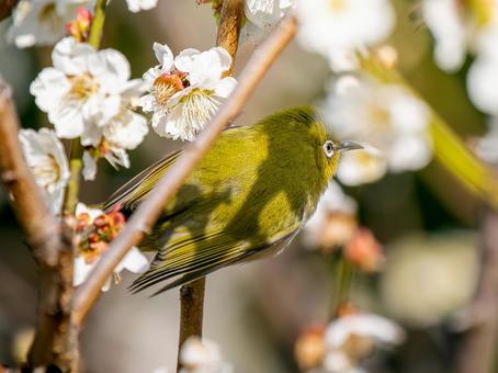 桜にとまるメジロ・サクジロー 桜にとまるメジロ・サクジローの写真