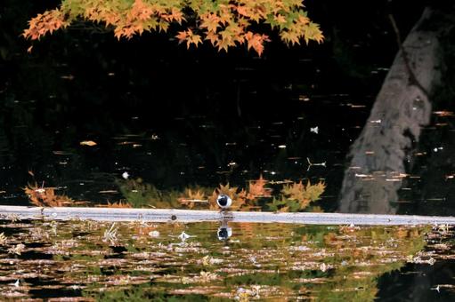 セキレイ セキレイ,梅ヶ瀬渓谷,養老渓谷の写真素材