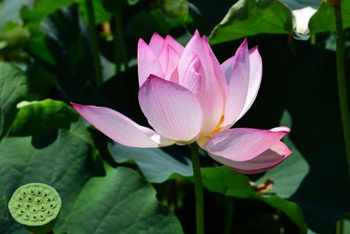 蓮の花のある風景 蓮の花のある風景 花,植物,花びらの写真素材