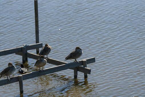 岸辺でくつろぐオナガガモたち オナガガモ,鴨,オスの写真素材