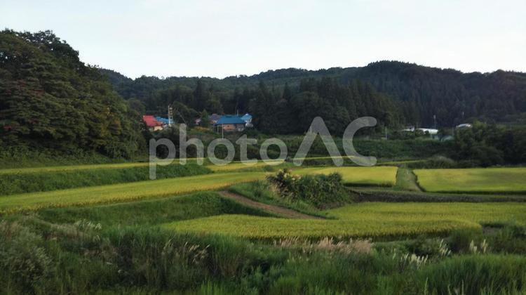 田舎の風景 風景,耕作地,木の写真素材