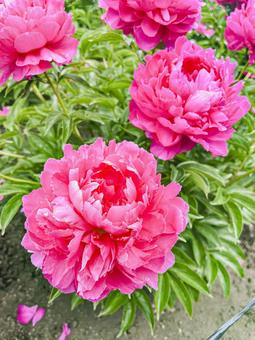 濃いピンクの芍薬 濃いピンクの芍薬 芍薬,花,綺麗の写真素材