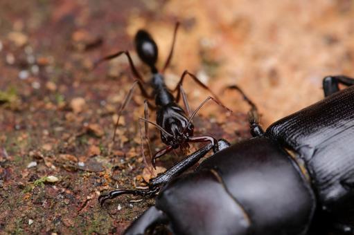 アギトアリ アギトアリ,アリ,蟻の写真素材