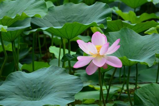 蓮の花 蓮の花 ハス,蓮,花の写真素材