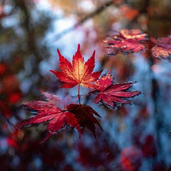 水面に舞い落ちる鮮やかな紅葉の葉 水面に舞い落ちる鮮やかな紅葉の葉の写真