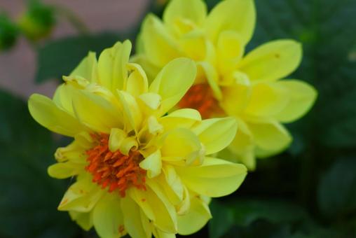 Photo, dahlia, flower, plant, 