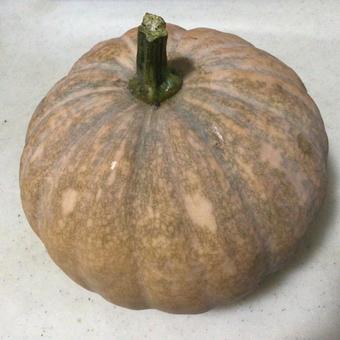 かぼちゃ かぼちゃの写真