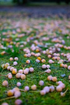 台風後の銀杏の木の下 銀杏,秋,実の写真素材