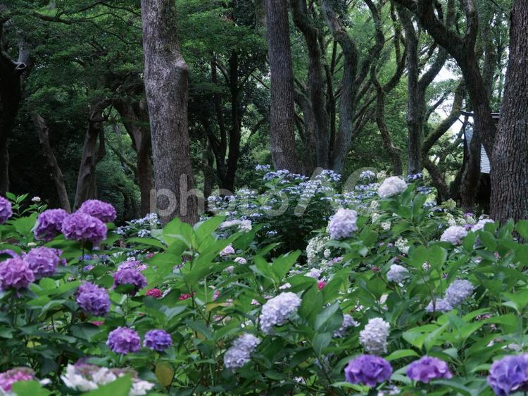 筥崎宮　あじさい苑　紫陽花の小径 筥崎宮,あじさい苑,あじさいの写真素材