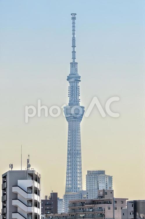 木根川橋から見た東京スカイツリー（東京） 東京スカイツリー,木根川橋,東京の写真素材