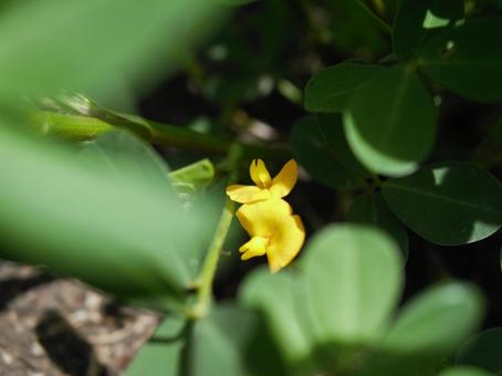 落花生の花② 落花生の花②の写真