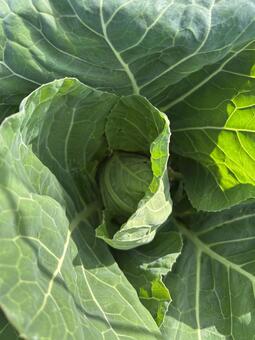市民農園のキャベツの冬の結球の始まり キャベツ,結球,冬の写真素材