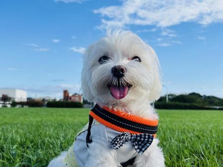 かわいいマルチーズ かわいいマルチーズ 犬,マルチーズ,かわいい犬の写真素材