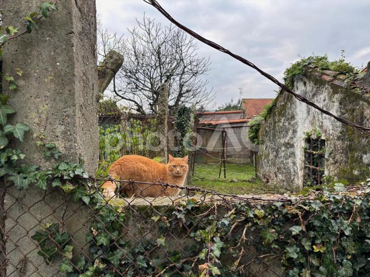 スペイン ガリシアの風景と猫 スペイン,ガリシア,ヨーロッパの写真素材