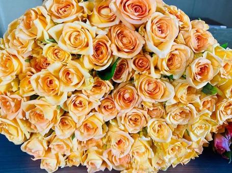 ラッキーな薔薇 ラッキーな薔薇の写真