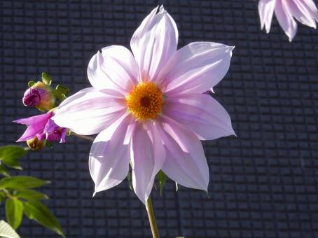 【花の写真】皇帝ダリア 皇帝ダリア,コウテイダリア,植物の写真素材