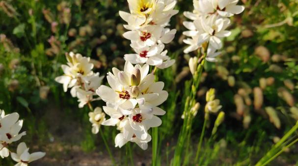 イキシアの写真