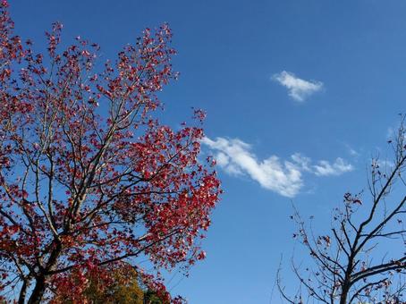 紅葉 紅葉 秋空,紅葉,自然の写真素材