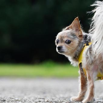 公園で出会ったワンコ① 公園で出会ったワンコ① 犬,ミックス犬,ペットの写真素材